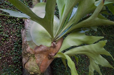 Grand Jardin d'hiver, Serres Royales de Laeken, Brussels, Belgium, May 2011