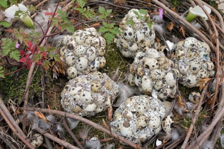 Grand Jardin d'hiver, Serres Royales de Laeken, Brussels, Belgium, May 2011