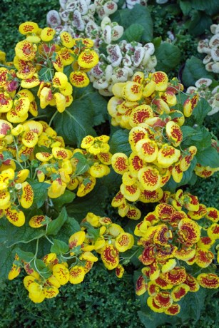 Grand Jardin d'hiver, Serres Royales de Laeken, Brussels, Belgium, May 2011