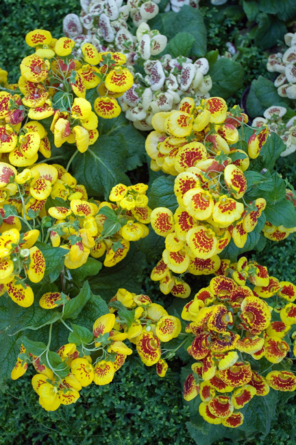 Grand Jardin d'hiver, Serres Royales de Laeken, Brussels, Belgium, May 2011