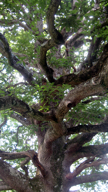 Kilruddery, Wicklow, Ireland, June 2008