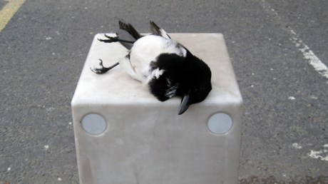 Kellys Corner, Dublin , Ireland, February 2nd  2009