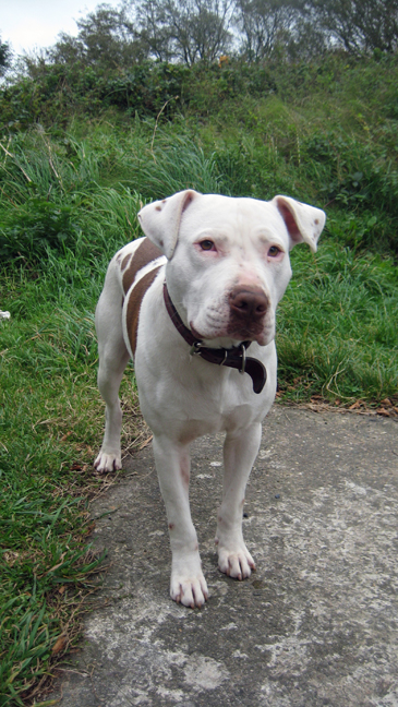 Killinick, Wexford, Ireland, October 18th 2008