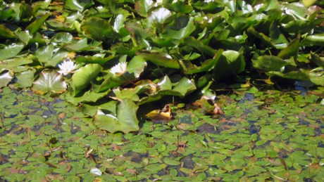 Kilruddery, Wicklow, Ireland, June 2008