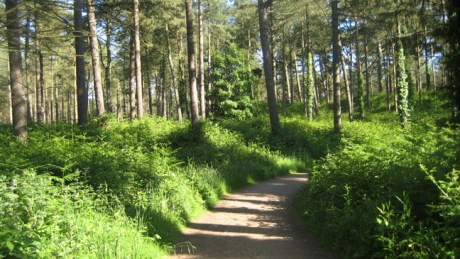Ravens Point, Wexford, Ireland, June 2008