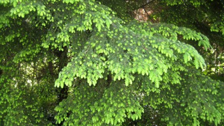 Ravens Point, Wexford, Ireland, June 2008