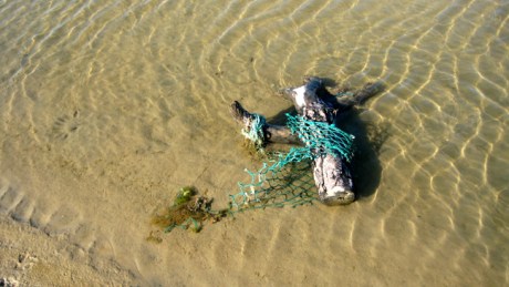 Ravens Point, Wexford, Ireland, June 2008