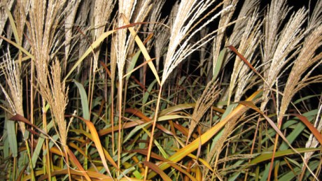 Copenhagen, Denmark, October 2007