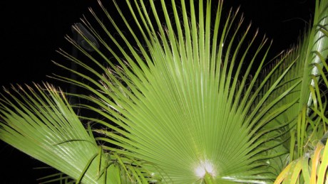Port Dénia, Denia, Spain, June 2012