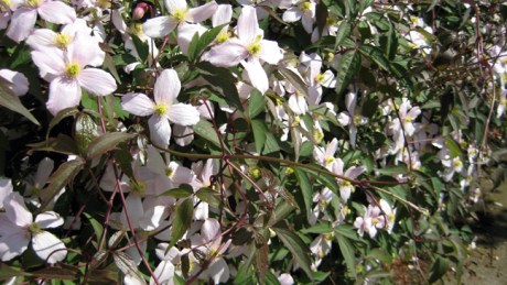 Bloomfield Avenue, Dublin, Ireland, May 2013 © Tom O' Connor 2013