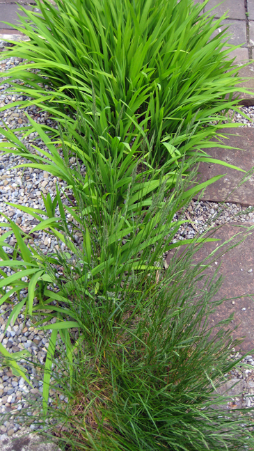 Alexandra Terrace, Dublin, Ireland, May 2013