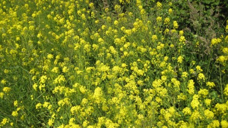 Drumanage, Dublin, Ireland, June 2013