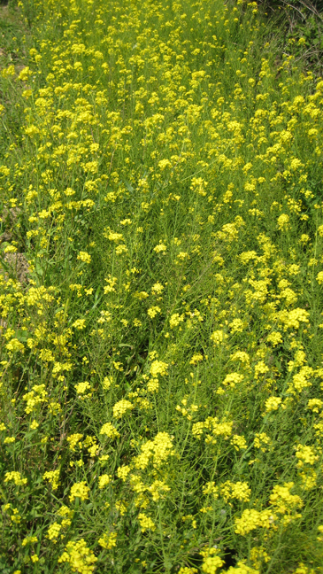 Drumanage, Dublin, Ireland June 2013