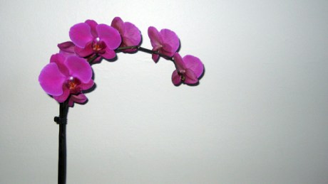 Alexandra Terrace, Dublin, Ireland, June 2013