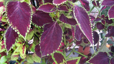 Botanical Gardens, Dublin, Ireland, Sept 2013