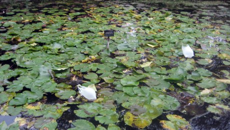 Botanical Gardens, Dublin, Ireland, Sept 2013