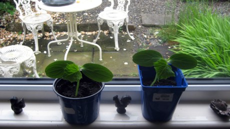 Alexandra Terrace, Dublin, Ireland, May 2014