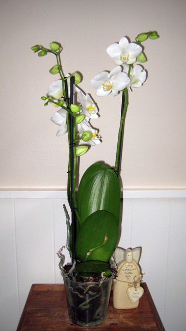 Alexandra Terrace, Dublin, Ireland,May 2014