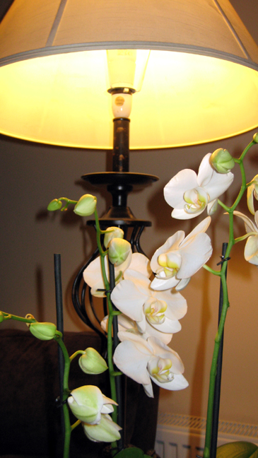 Alexandra Terrace, Dublin, Ireland, June 2014