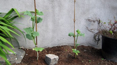 Alexandra Terrace, Dublin, Ireland, May 2014