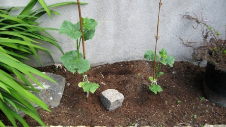 Alexandra Terrace, Dublin, Ireland, June 2014
