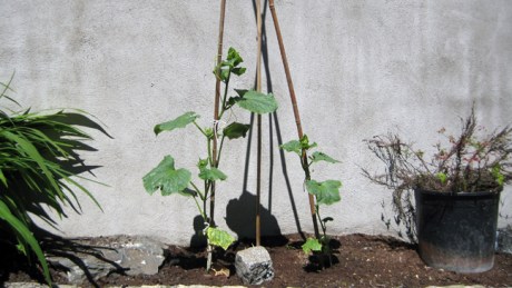Alexandra Terrace, Dublin, Ireland, June 2014