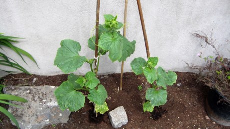 Alexandra Terrace, Dublin, Ireland, July 2014