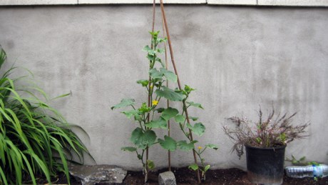 Alexandra Terrace, Dublin, Ireland, July 2014