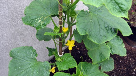 Alexandra Terrace, Dublin, Ireland, July 2014