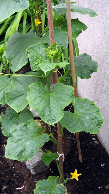 Alexandra Terrace, Dublin, Ireland, July 2014