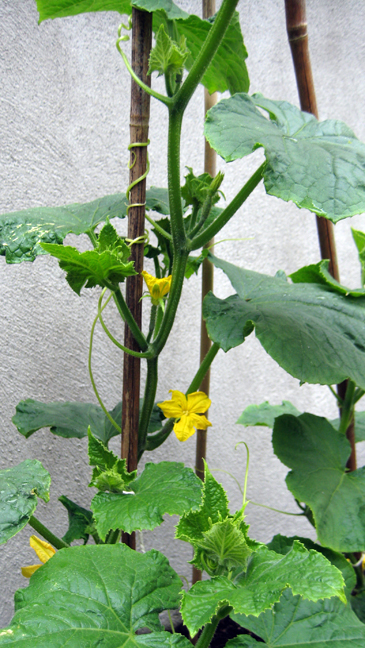 Alexandra Terrace, Dublin, Ireland, July 2014