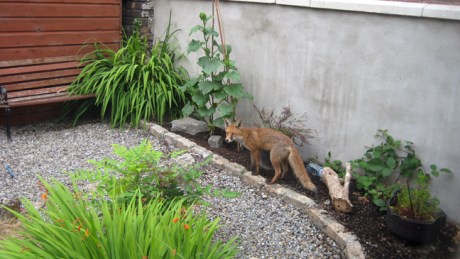 Alexandra Terrace, Dublin, Ireland, July 2014