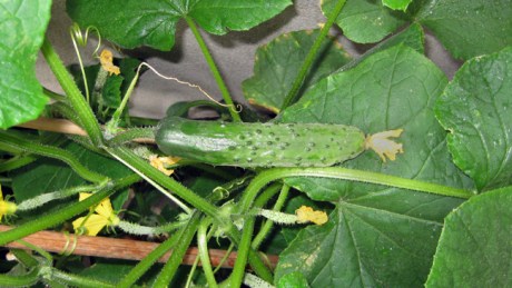 Alexandra Terrace, Dublin, Ireland, July 2014