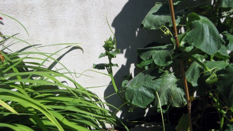 Alexandra Terrace, Dublin, Ireland, July 2014