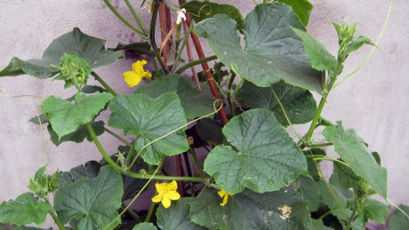 Alexandra Terrace, Dublin, Ireland, July 2014