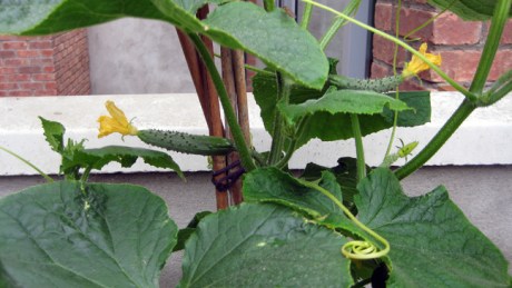 Alexandra Terrace, Dublin, Ireland, July 2014
