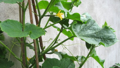 Alexandra Terrace, Dublin, Ireland, July 2014