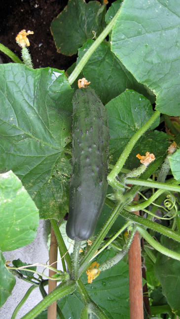 Alexandra Terrace, Dublin, Ireland, July 2014