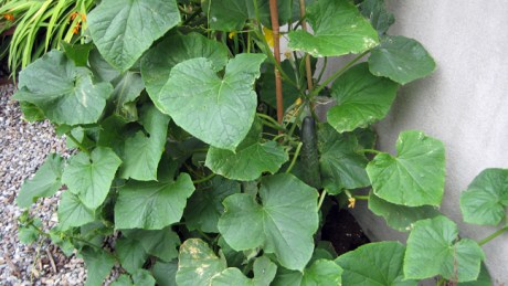 Alexandra Terrace, Dublin, Ireland, July 2014