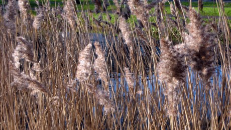 Grand Canal, Dublin, Ireland, February 2015 © Tom O' Connor 2015