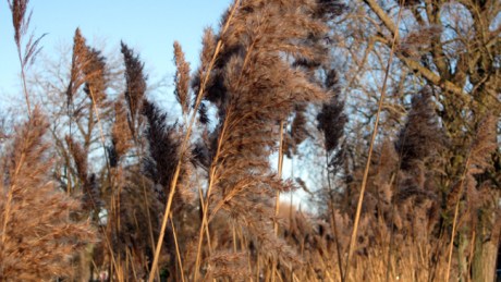Grand Canal, Dublin, Ireland, February 2015 © Tom O' Connor 2015