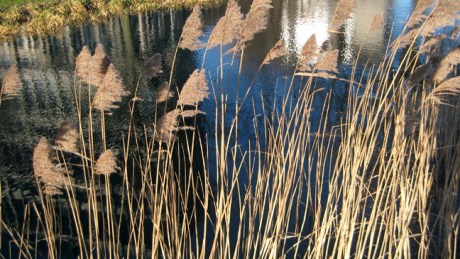 Grand Canal, Dublin, Ireland, February 2015 © Tom O' Connor 2015