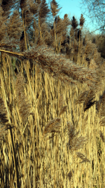 Grand Canal, Dublin, Ireland, February 2015 © Tom O' Connor 2015