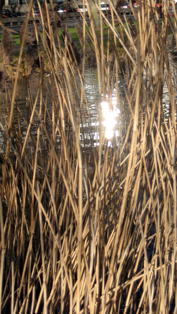 Grand Canal, Dublin, Ireland, February 2015 © Tom O' Connor 2015