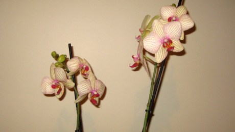 Alexandra Terrace, Dublin, Ireland, June 2015 © Tom O'Connor 2015