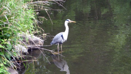 Rathfarnam, Dublin, Ireland, June 2015 © Tom O'Connor 2015