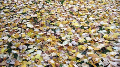 Redmond Park, Wexford, Ireland, October 2015