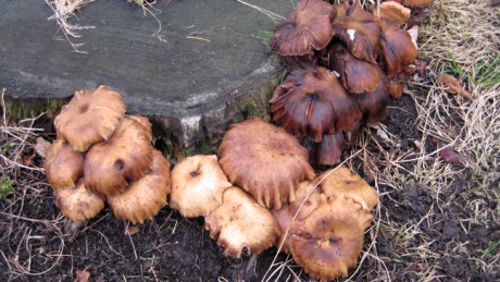 Redmond Park, Wexford, Ireland, October 2015