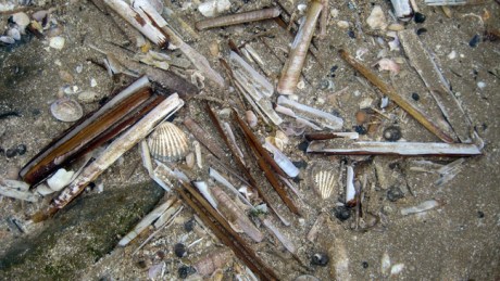 Malahide,Dublin, Ireland, February 2016 © Tom O' Connor 2016