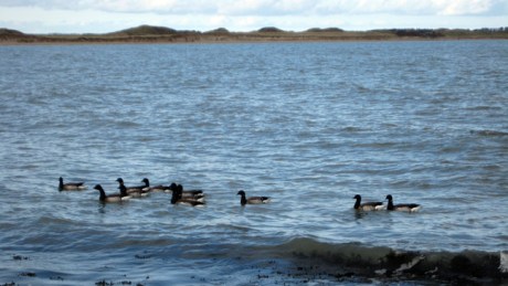 Malahide,Dublin, Ireland, February 2016 © Tom O' Connor 2016
